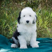 Великолепные девочки породы бобтейл!