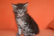 Крупные котята мейн кун