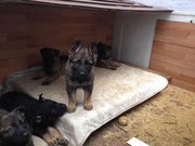 Щенки немецкой овчарки,  возраст 1 месяц и 3 недели.