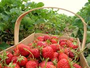 Продам рассаду клубники,  саженцы малины ,  смородины,  крыжовника 