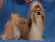 Ши-тцу, маленькая пушистая собачка, приносящая счастье