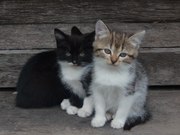 Отдам котят в хорошие руки!!!