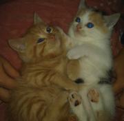 котят