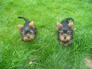 Продажа чистокровных йорков