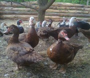 Индоутки разных цветов на племя продаю срочно Киев