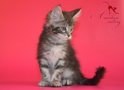 Шикарные котята мейн кун