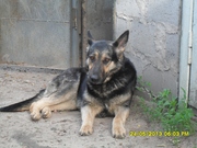 Щенки восточно - европейской овчарки от крупных родителей