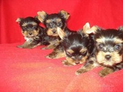 Продаю чистокровных йорков