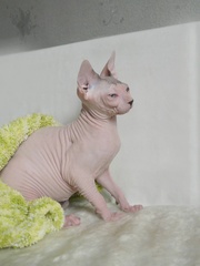 Сфинкс - котята для Вас !