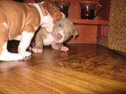 Щенки питбуля (2 мальчика, 1 девочка) чистая порода