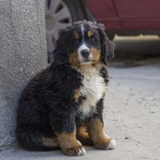 два щенка породы бернский зенненхунд