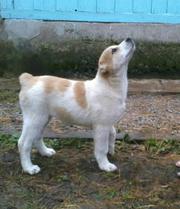 Самка среднеазиатской овчарки