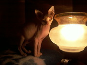 Милые котята ищут своих добрых хозяев!