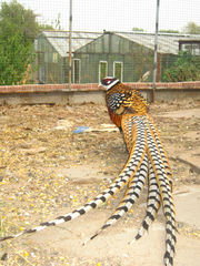 Продам семью Королевских фазанов