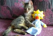 Отдам даром котенка