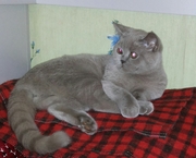 Чистокровные британцы,  крупные,  клубные.