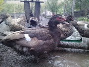 продам мускусных уток для племя
