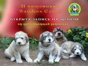Щенки южнорусской овчарки в питомнике «Sanders Czars»