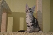 Шикарные котята мейн кун из питомника