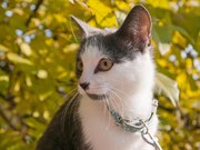Метис голубого британского котенка с белыми пятнами,  кастрирован,  5мес