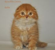 Котик,  хайленд-фолд