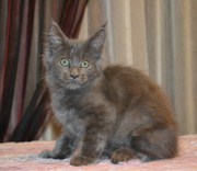 Питомник предлагает крупных и красивых котят мейн кун