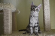 Котята мейн кун из питомника Amerkun 