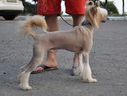 Китайская хохлатая собака