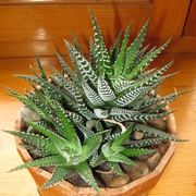 Хавортия,  Haworthia pygmaea cristalina