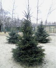 Распродажа!!!! Продам ель голубую,  ель зеленую!!!
