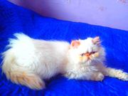 Персидский котик окрас ред поинт 