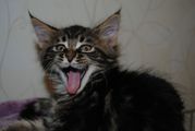 Продажа котят породы Мейн-кун