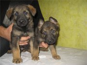 Щенки немецкой овчарки рабочего разведения. 