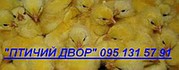 БРОЙЛЕР КРУГЛЫЙ ГОД - 