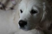 Щенки золотистого ретривера