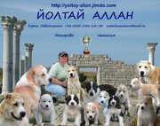 Щенки Среднеазиатской овчарки