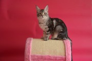 Крупные  котята мейн кун