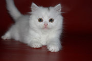 Котята скоттиш страйт,  фолд,  хайленд