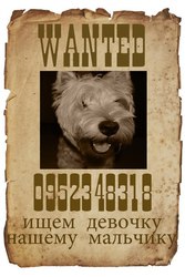 Вязка вест хайленд уайт терьер