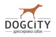Дрессировка собак