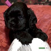 Щенок американского кокер-спаниеля
