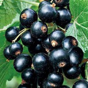 Смородина Тизел купить саженцы (Tisel Blackcurrant)