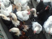 продам инкубационное яйцо