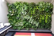 Вертикальное озеленение