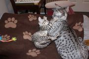 TICA зарегистрированы Саванна котята для хорошего дома