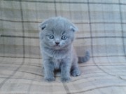 Вислоухий котенок скоттиш-фолд голубой