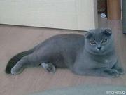 Если у Вас есть кошечка вислоухая и некуда пристроить Вам сюда!