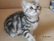 котики   мраморята