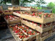 Саженцы FRIGO клубники Альбион,   Монтерей,   Портола