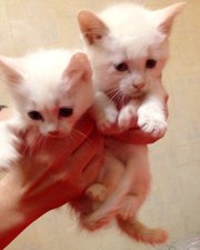 белоснежные ангорки!Отдам в хорошие руки!